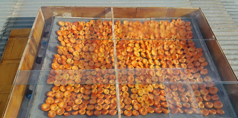 сушка персиков на солнце
