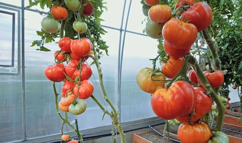 высокоурожайный томат Бабушкин секрет