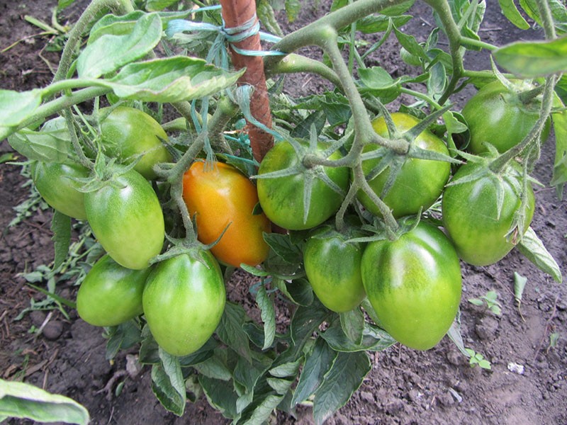 особенности выращивания томатов