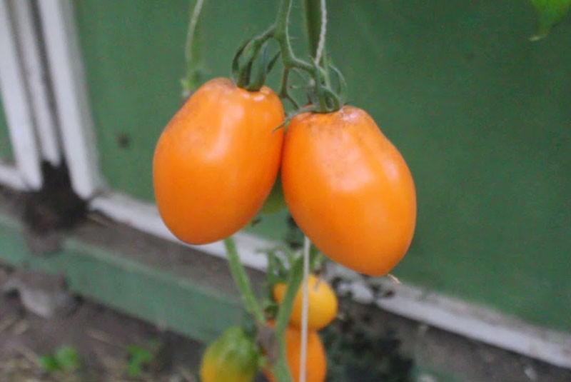 оранжевый томат Кенигсберг