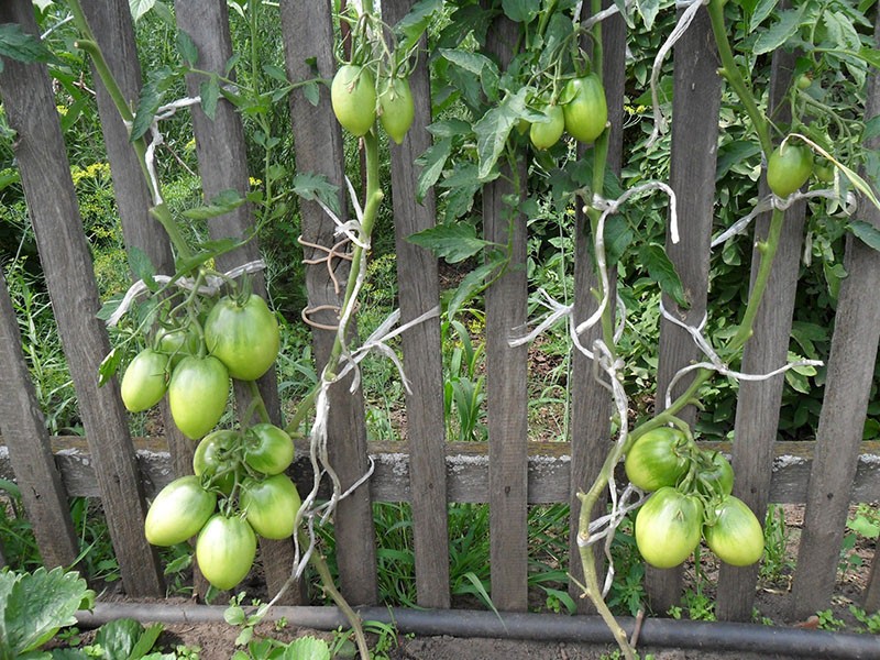 выращиваем томат Кенигсберг
