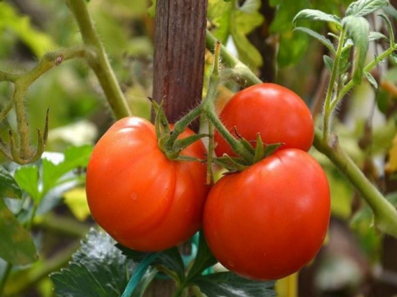 томат колхозный урожайный