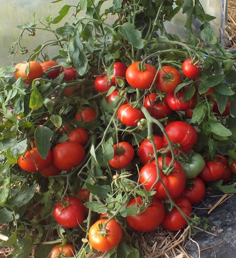 особенности ухода за томатами