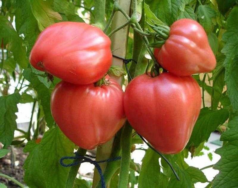 выращивание томатов на дачном участке