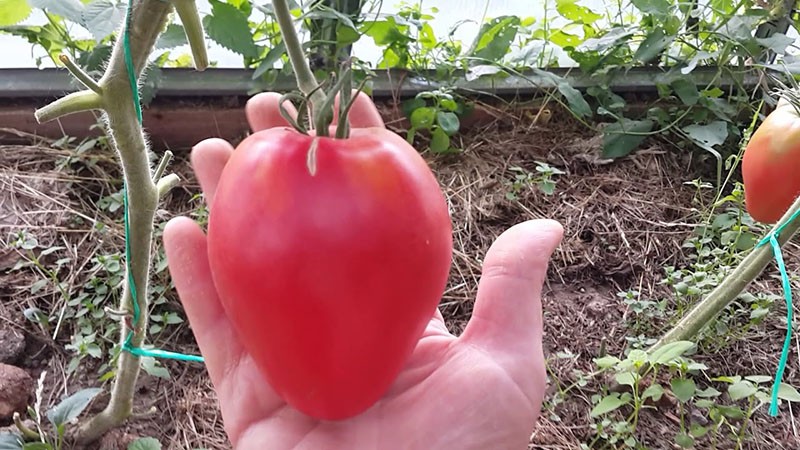 крупноплодный сорт томата