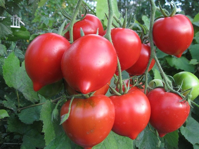 созревают томаты
