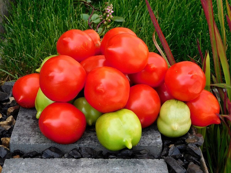 высокоурожайный сорт помидор