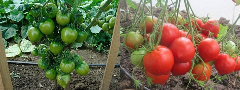 выращивание помидор на даче