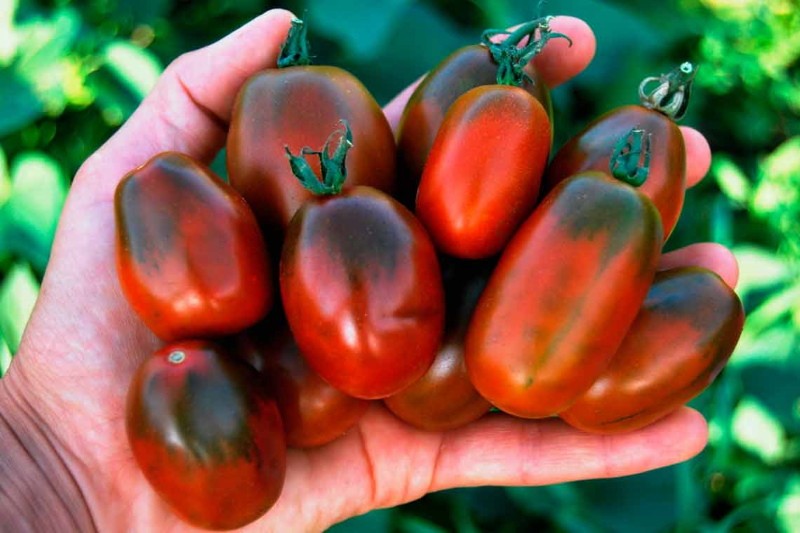 помидоры черный мавр