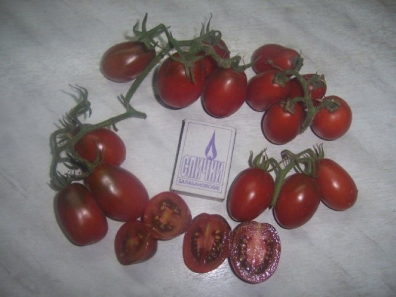 плоды томата черный мавр