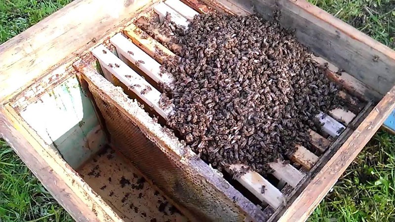 заселение пчел в улья