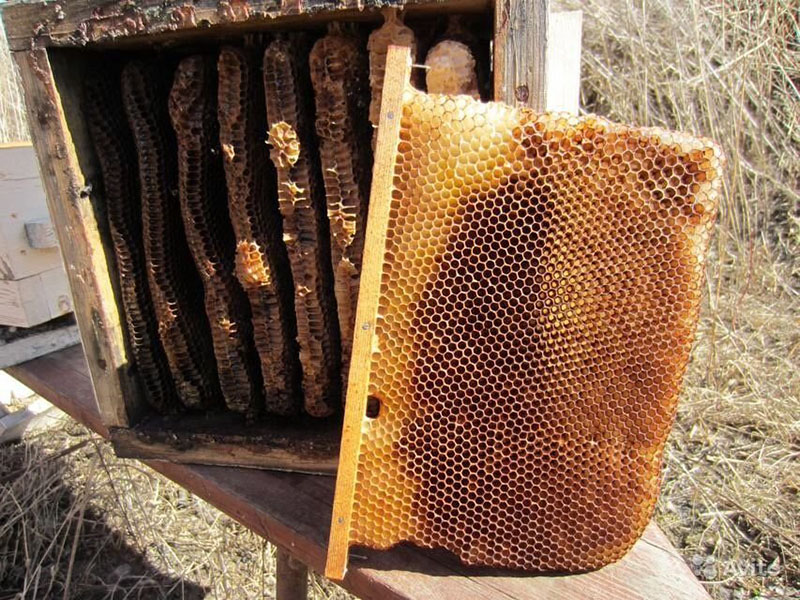 мед в отсеках улья