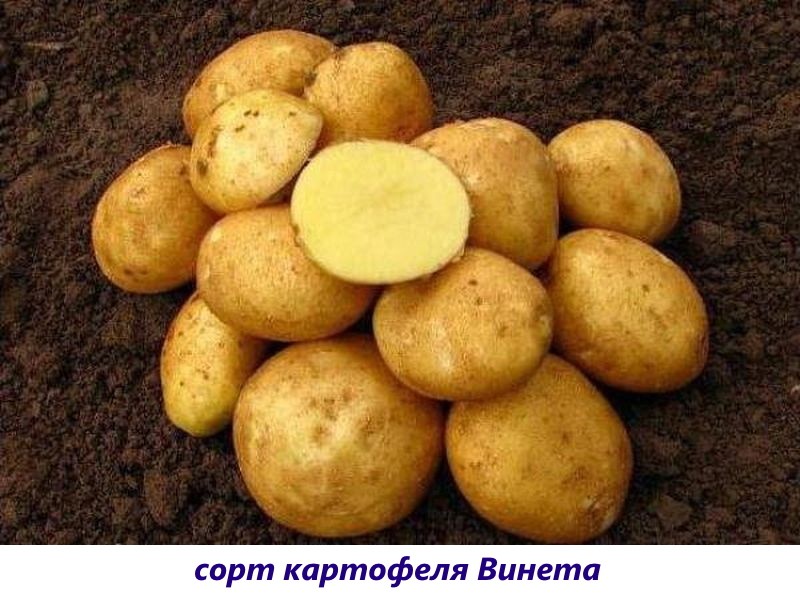 картофель винета