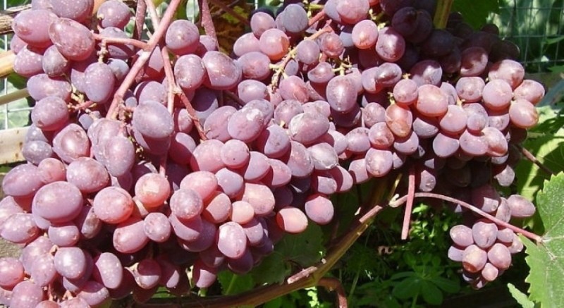 грозди винограда кишмиш запорожский