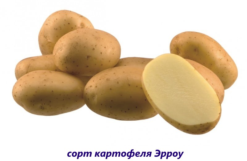 картофель эрроу