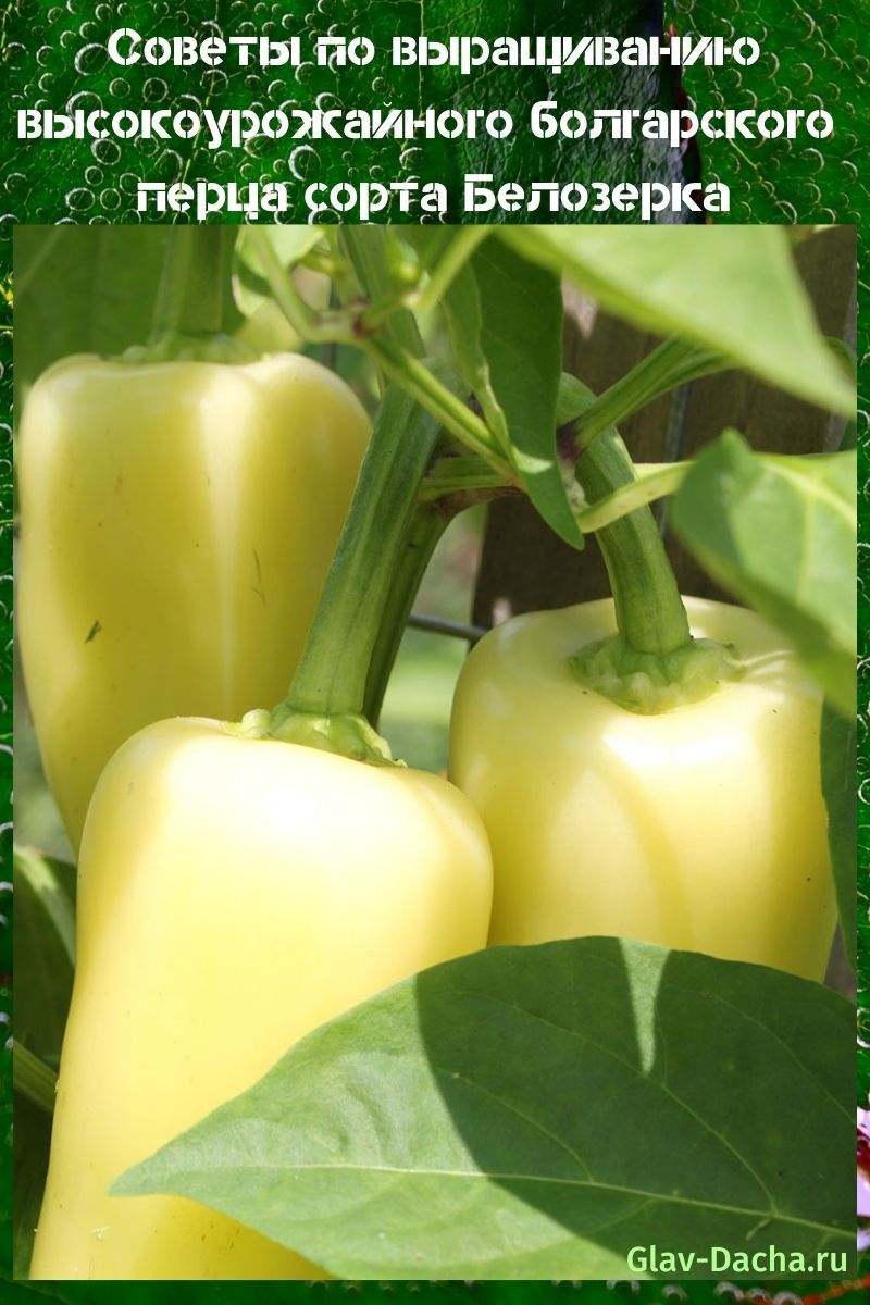 Болгарский перец Белозерка - описание сорта, выращивание, семена
