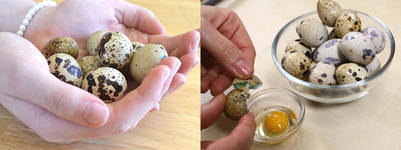 потребление перепелиных яиц