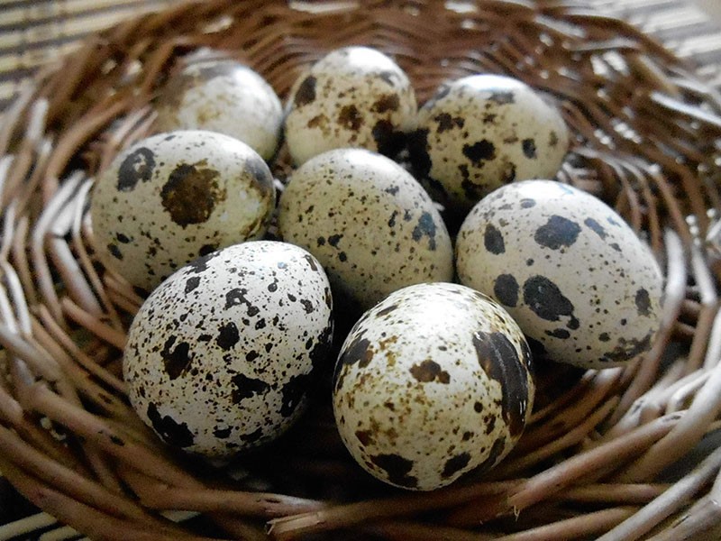 свежие перепелиные яйца