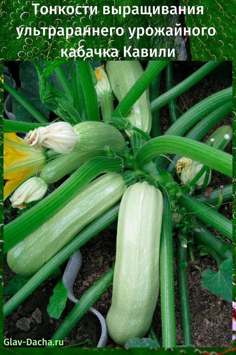 Тонкости выращивания ультрараннего урожайного кабачка Кавили