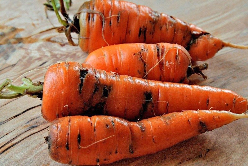 поражение моркови болезнями и вредителями