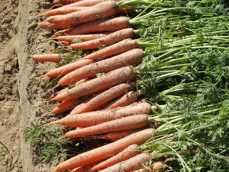 устойчивый к растрескиванию сорт моркови
