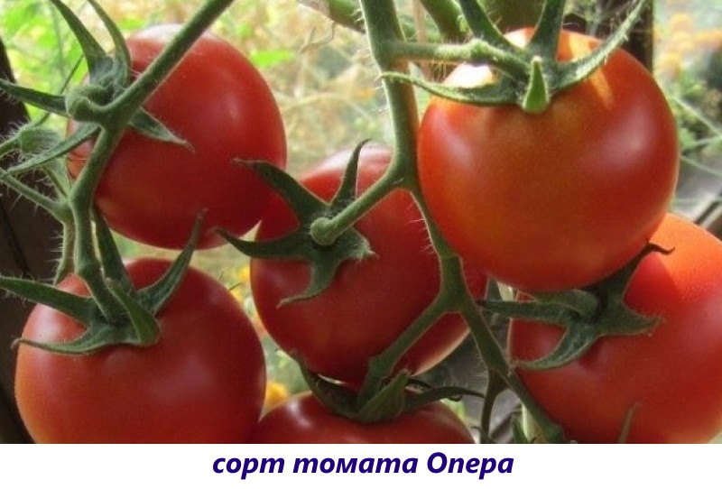 Сорта томатов, устойчивые к кладоспориозу, для теплицы и огорода