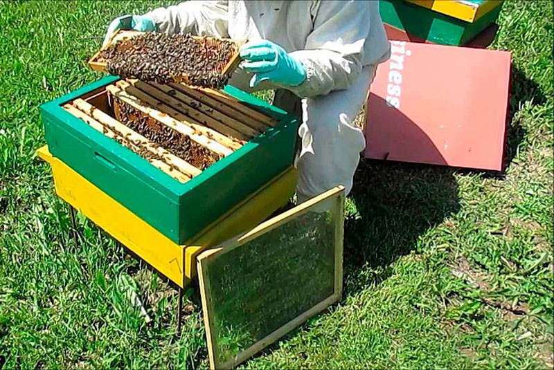 роение пчел по методу Симминса