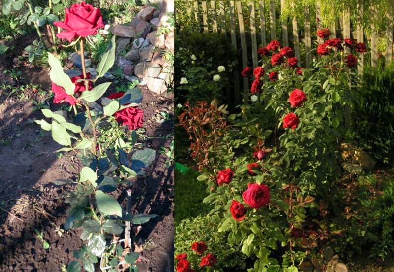 выращивание розы Блэк Мэджик