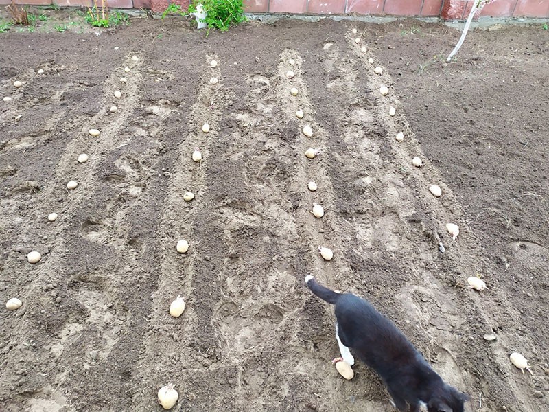 посадка картофеля в гребни