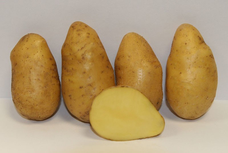 клубни картофеля сорта Импала