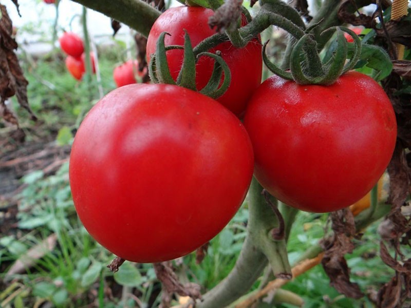 формы плодов томатов сорта Загадка