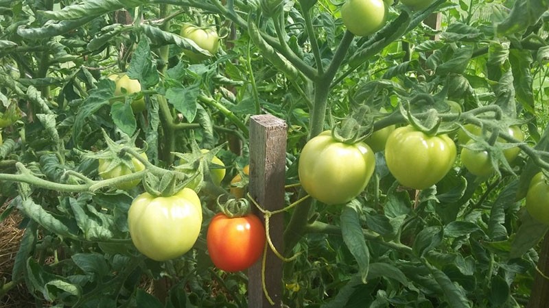 выращивание томатов сорта Загадка