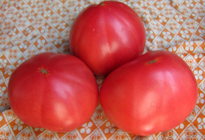 томаты бабушкин гостинец