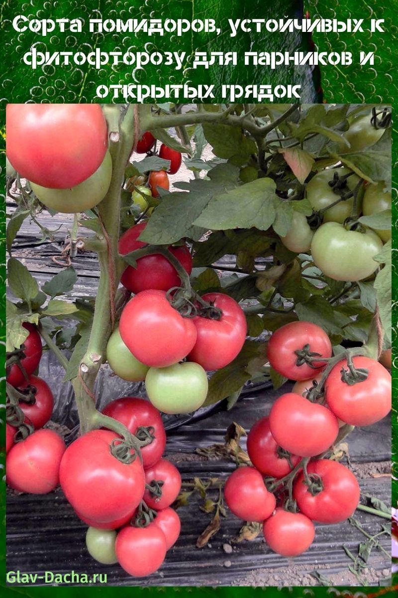 сорта помидоров устойчивых к фитофторозу