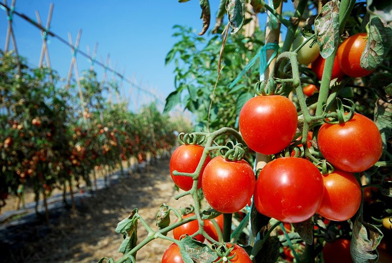 сорта помидоров для открытого грунта