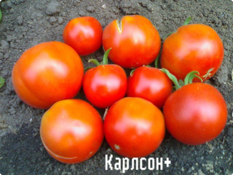 томат карлсон