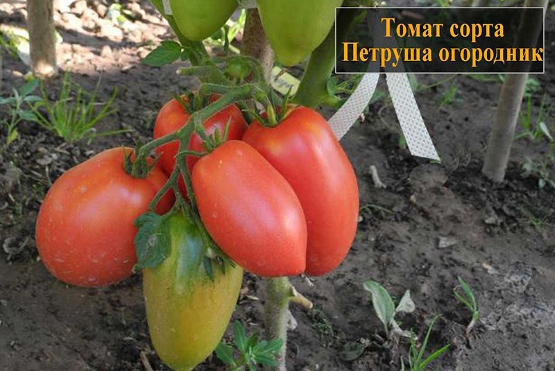 томат сорта петруша огородник