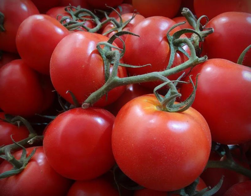 помидоры анюта