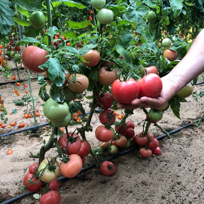 урожайность томата бокеле