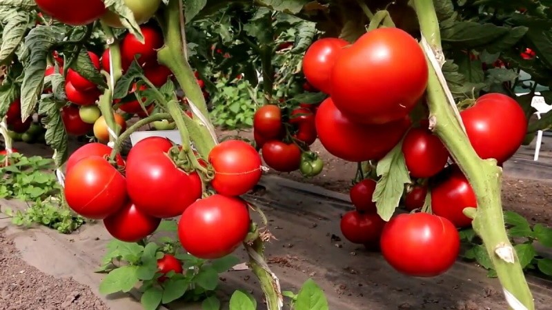 крепкие кусты томатов