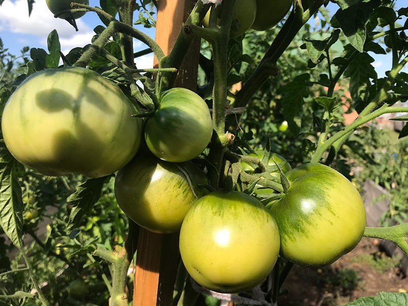 формирование томатов Большая Мамочка