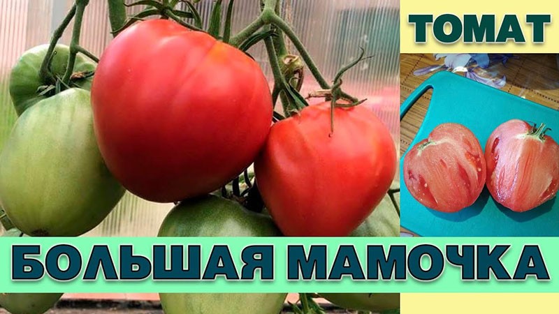 сорт томата Большая Мамочка