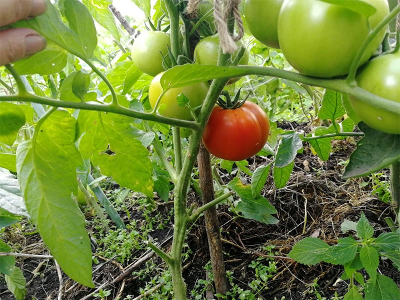 пасынкование томатов