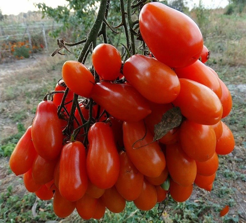 высокоурожайный томат Фляшен