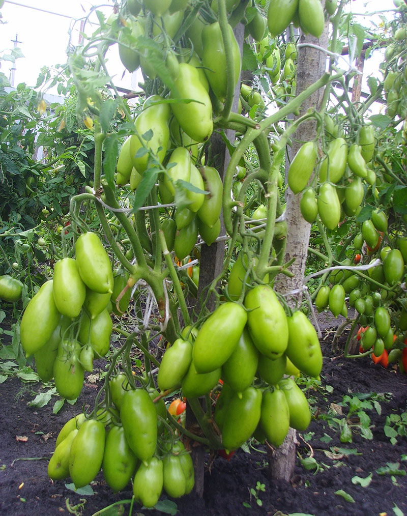 высокоурожайный сливовидный сорт томатов
