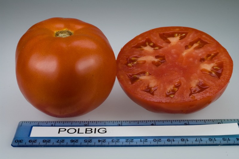 плоды томата полбиг