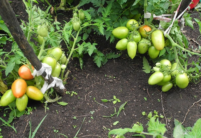 высокоурожайный сорт томатов
