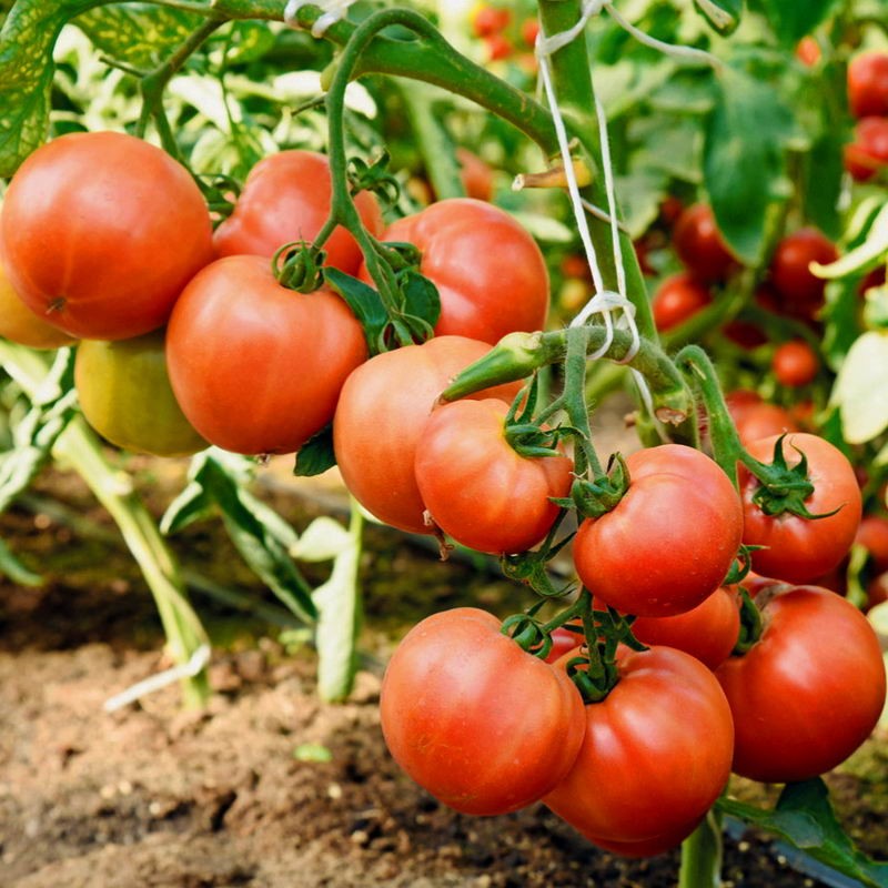 сорта томатов устойчивые к кладоспориозу