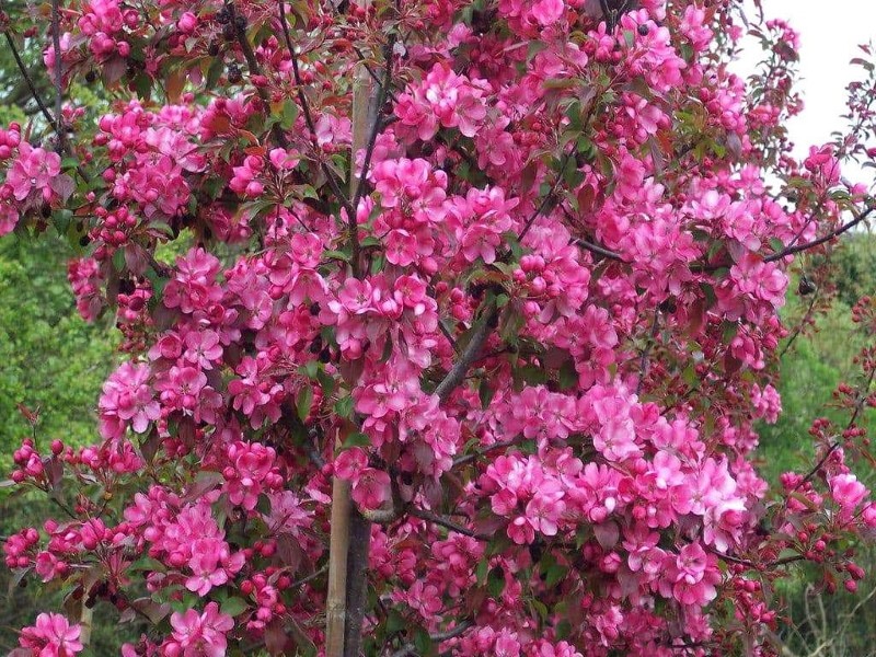 цветение яблони рудольф