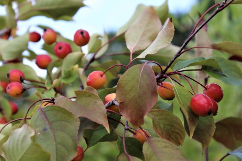 плоды декоративной яблони рудольф